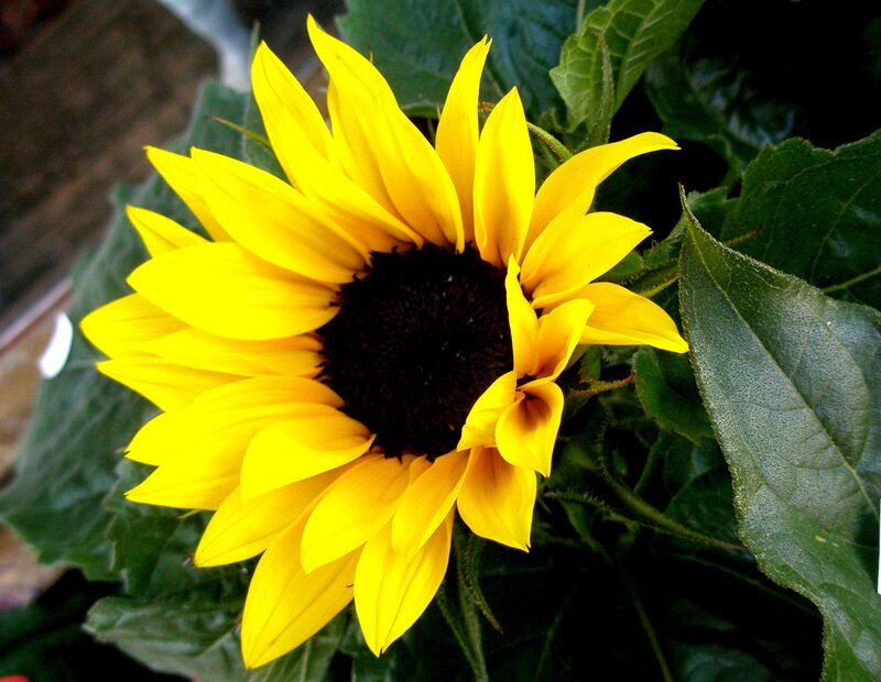 Sunflower in bloom