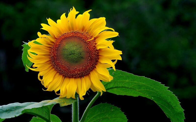 Sunflower in bloom