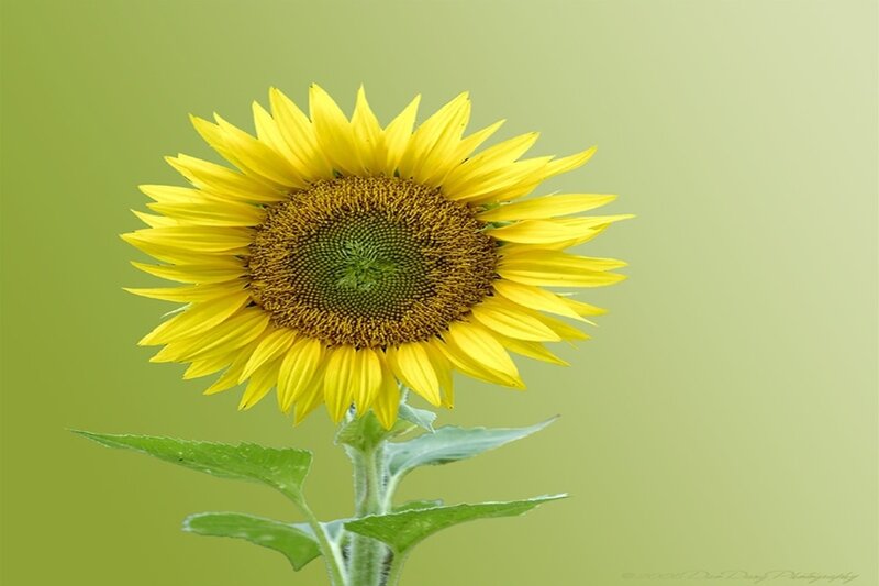 Sunflower in bloom