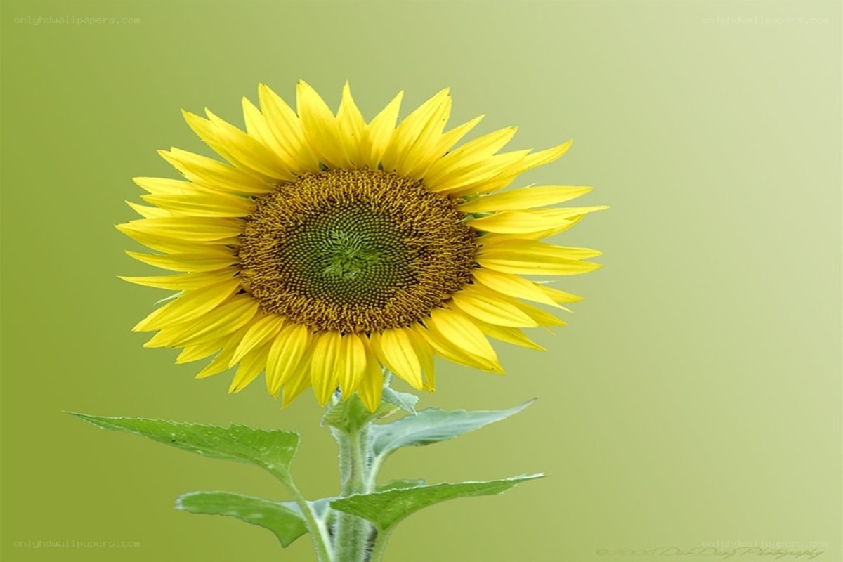 Sunflower in bloom