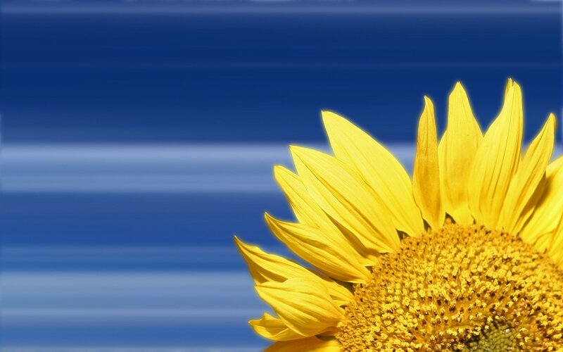 Sunflower in Bloom — Afternoon