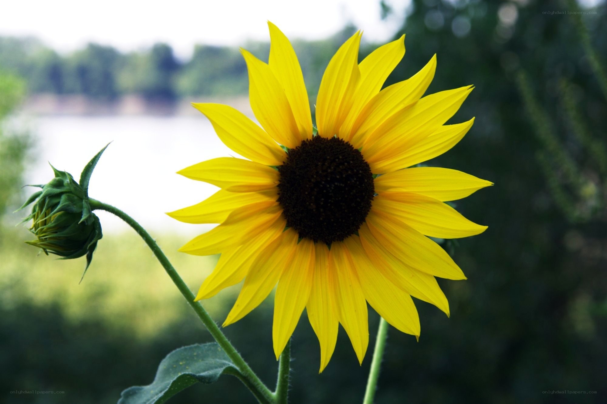 Sunflower in bloom by the water