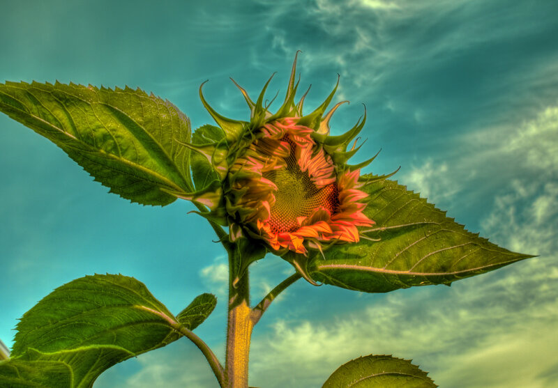 Sunflower in Bloom — Green