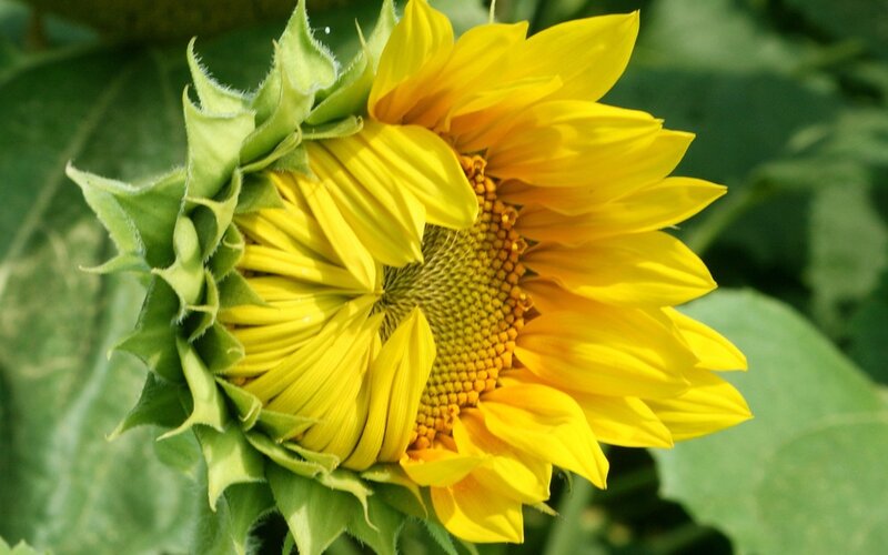 Sunflower in Bloom — Natural