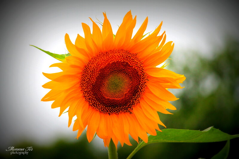 Sunflower in Bloom — Orange, Serene