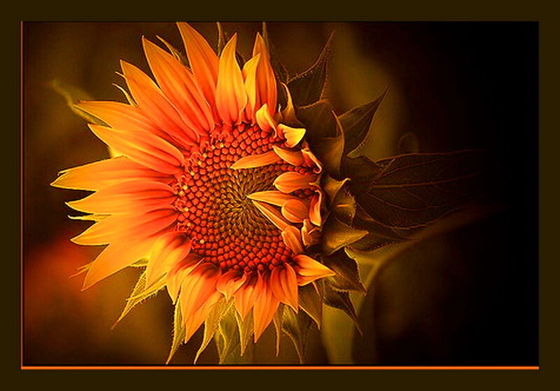 Sunflower in Bloom — Orange
