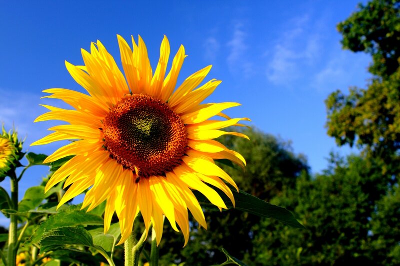 Sunflower in Bloom — Yellow, Bright, Afternoon, Photograph, Blue Sky, Trees