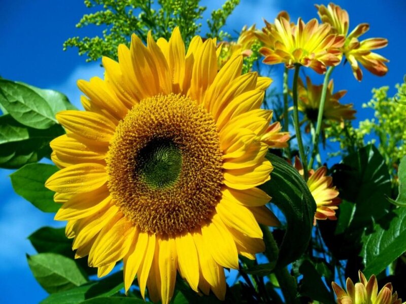 Sunflower in Bloom — Yellow, Bright, Afternoon, Photograph, Daisies