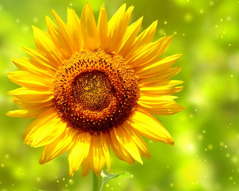 Sunflower in Bloom — Yellow, Bright, Afternoon, Photograph, Green Background