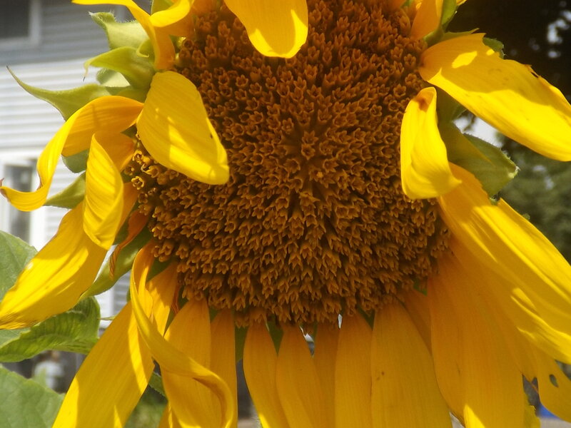 Sunflower in Bloom — Yellow, Bright, Afternoon, Photograph, House