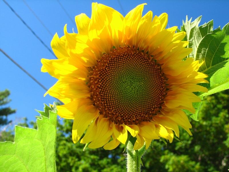 Sunflower in Bloom — Yellow, Bright, Afternoon, Photograph, Leaves