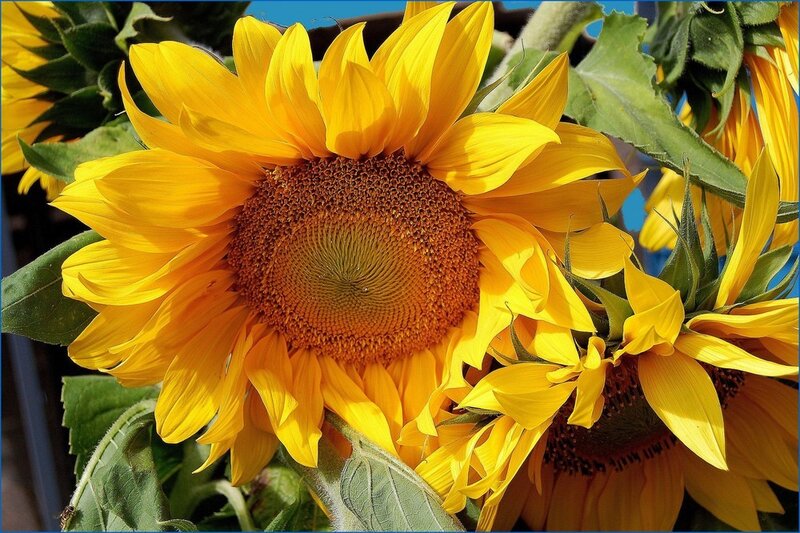 Sunflower in Bloom — Yellow, Bright, Afternoon, Photograph