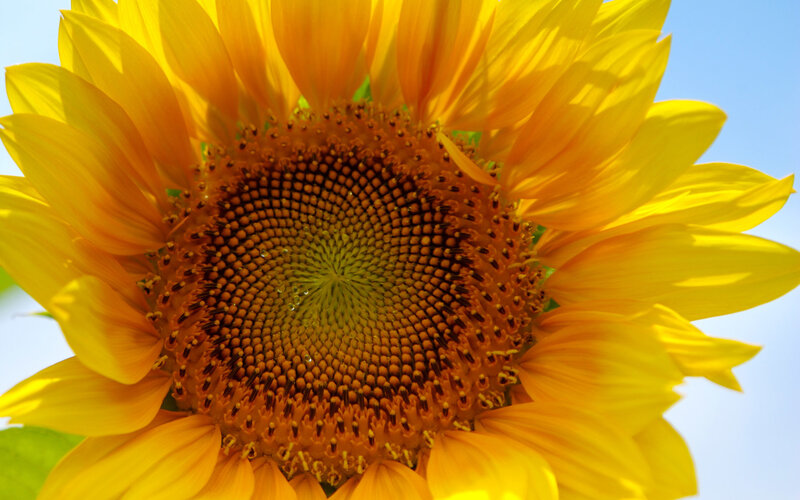 Sunflower in Bloom — Yellow, Bright, Afternoon