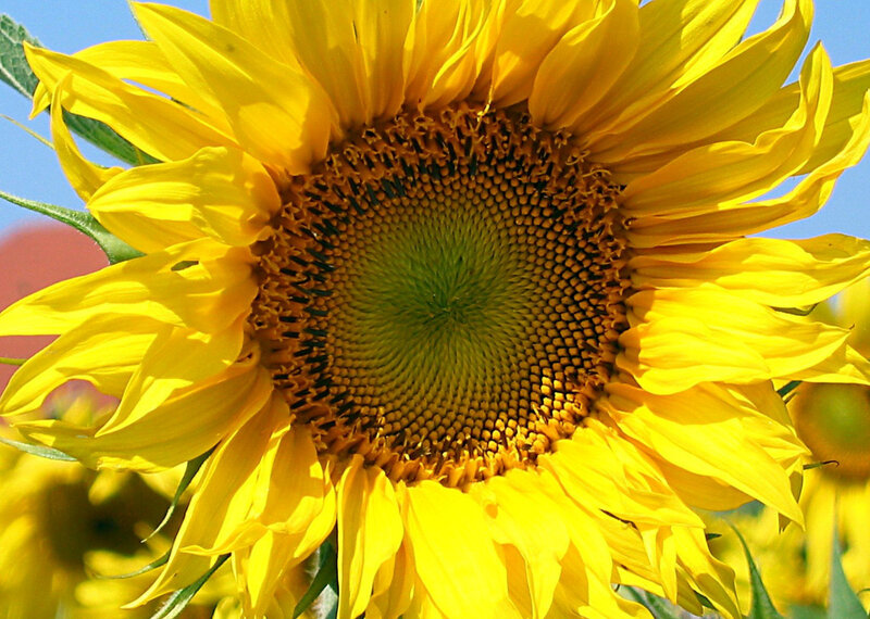 Sunflower in Bloom — Yellow, Bright, Summer, Photograph, Blue Sky