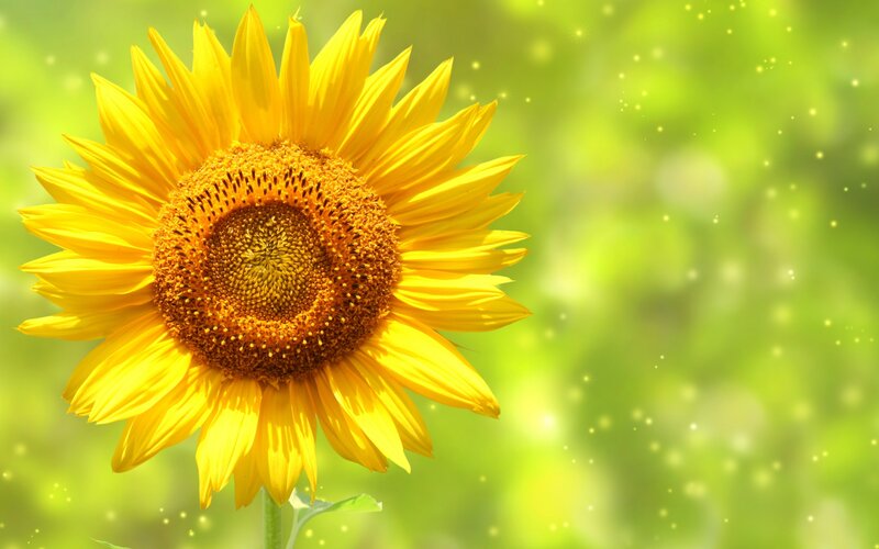 Sunflower in Bloom — Yellow, Bright, Summer, Photograph