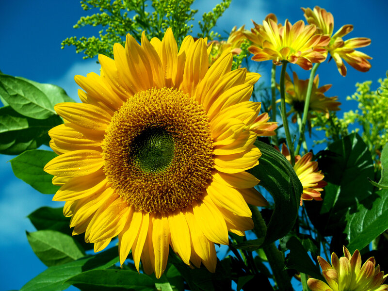 Sunflower in Bloom — Yellow, Bright, Summer