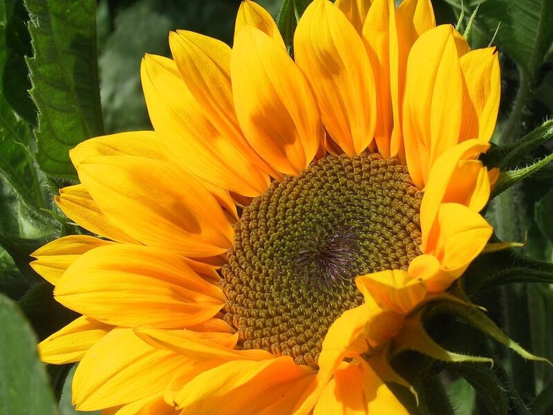 Sunflower in Bloom — Yellow, Bright