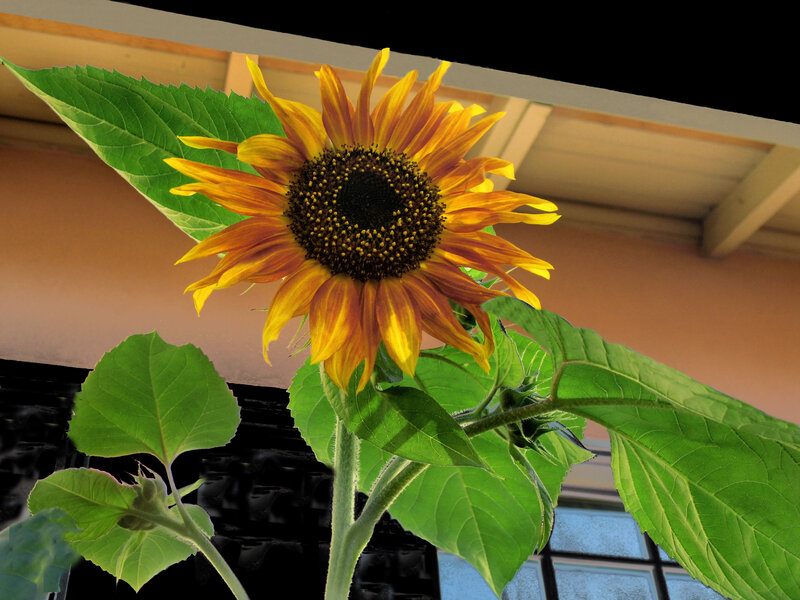 Sunflower in Bloom — Yellow, Calm, Afternoon, Photograph, Leaf