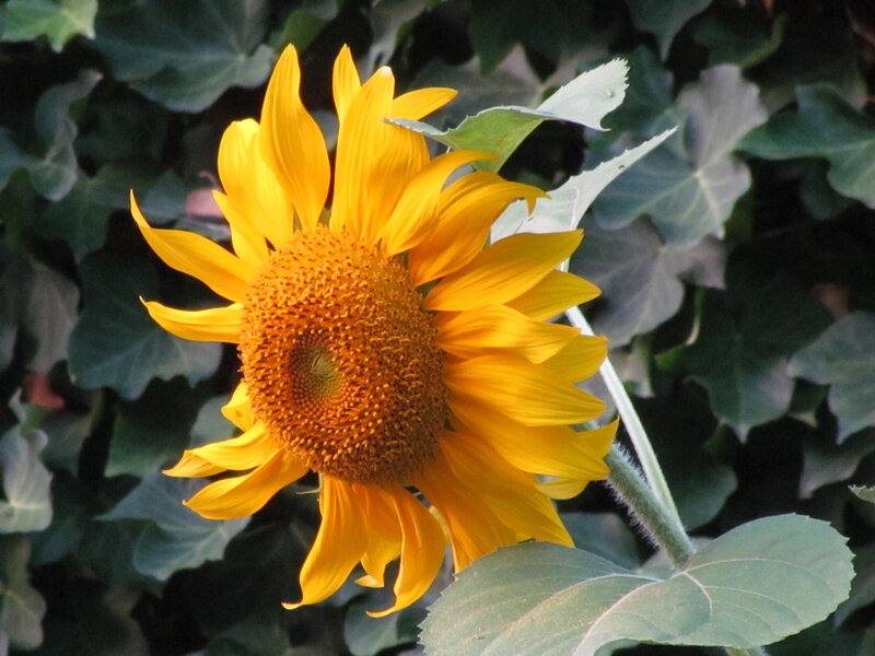 Sunflower in Bloom — Yellow, Calm, Afternoon, Photograph, Leaves
