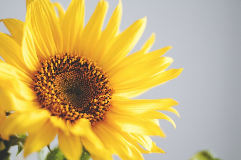Sunflower in Bloom — Yellow, Calm, Afternoon, Photograph, Petals, Center