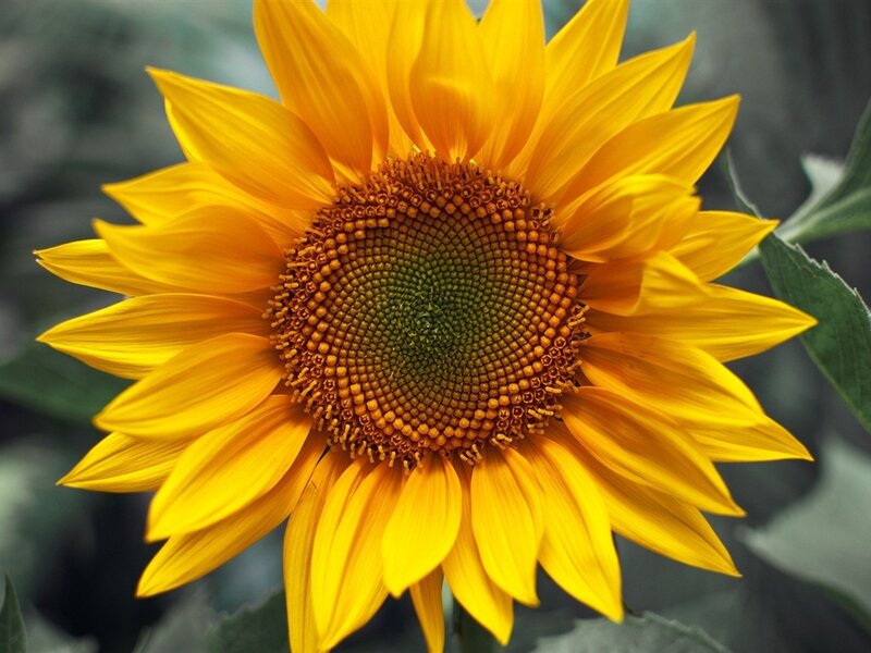 Sunflower in Bloom — Yellow, Calm, Afternoon, Photograph, Petals