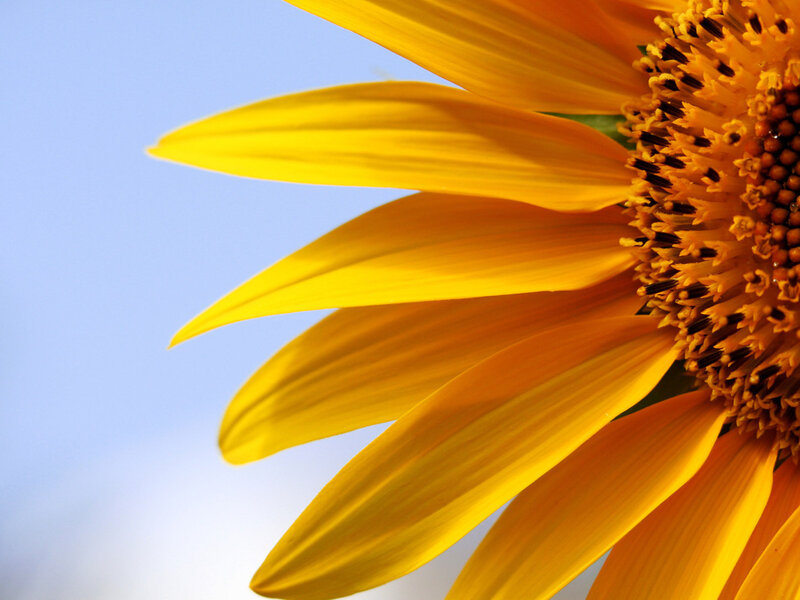 Sunflower in Bloom — Yellow, Calm, Afternoon
