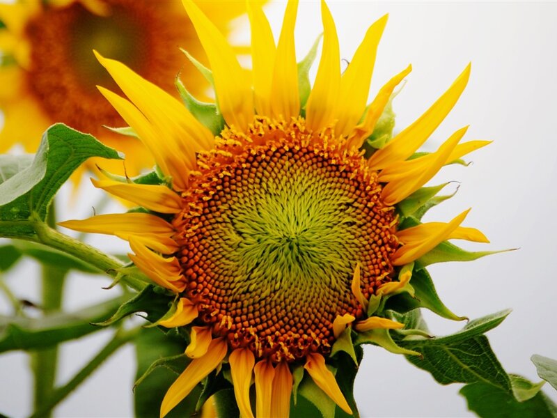 Sunflower in Bloom — Yellow, Calm, Summer, Photograph