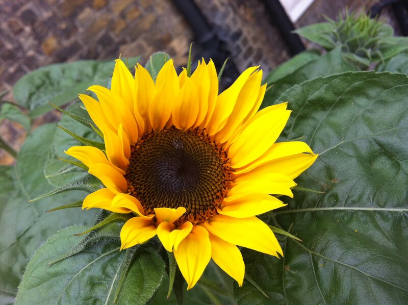 Sunflower in Bloom — Yellow, Calm, Summer