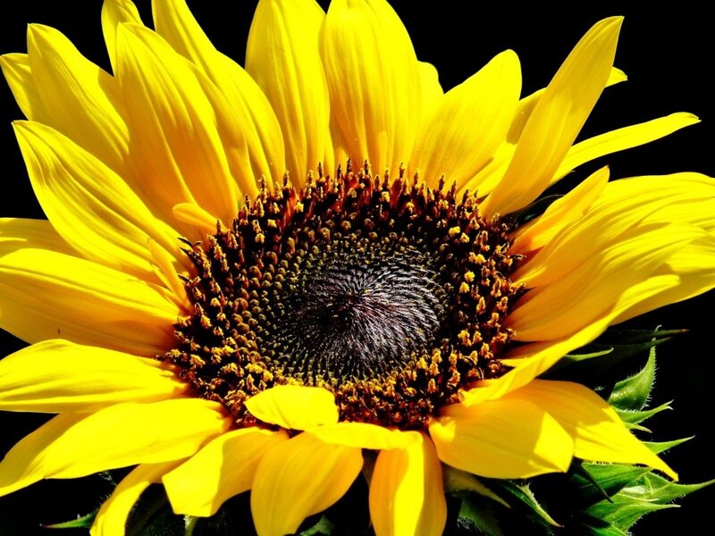 Sunflower in Bloom — Yellow, Dramatic, Afternoon, Photograph