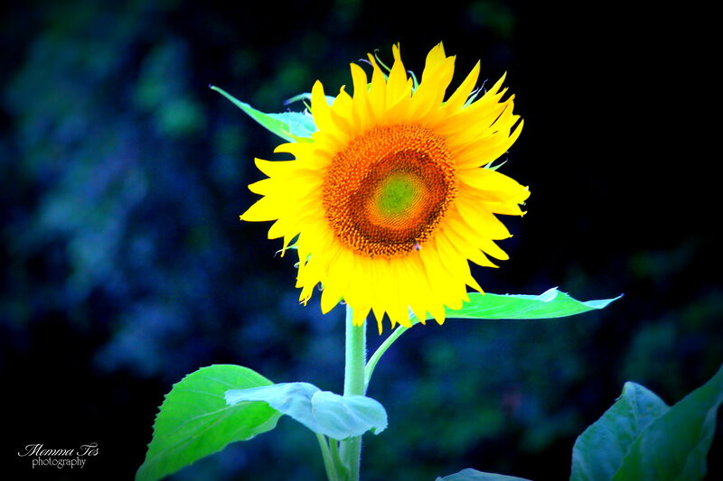 Sunflower in Bloom — Yellow, Dramatic, Afternoon