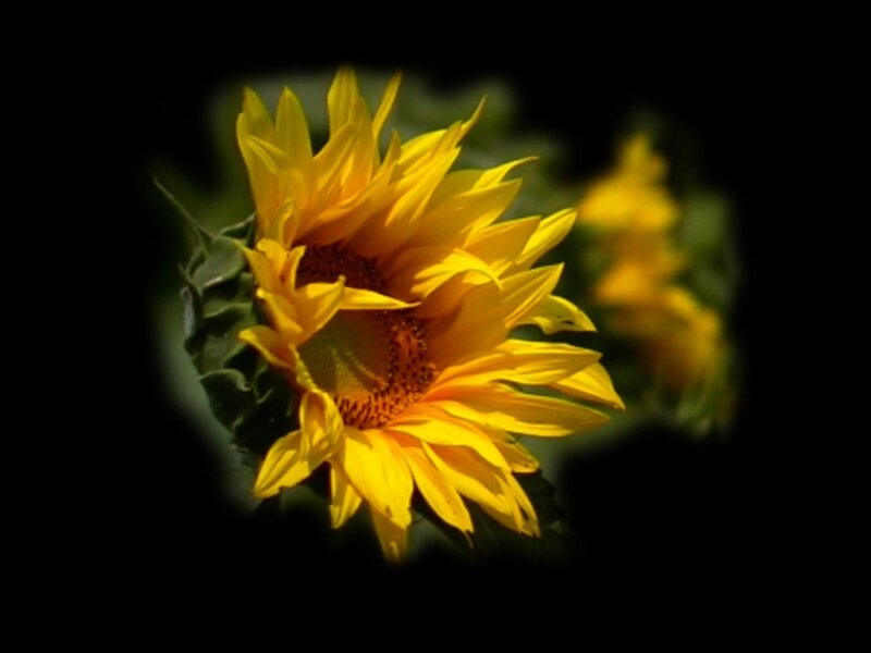 Sunflower in Bloom — Yellow, Dramatic, Photograph, Green Leaves, Dark Background
