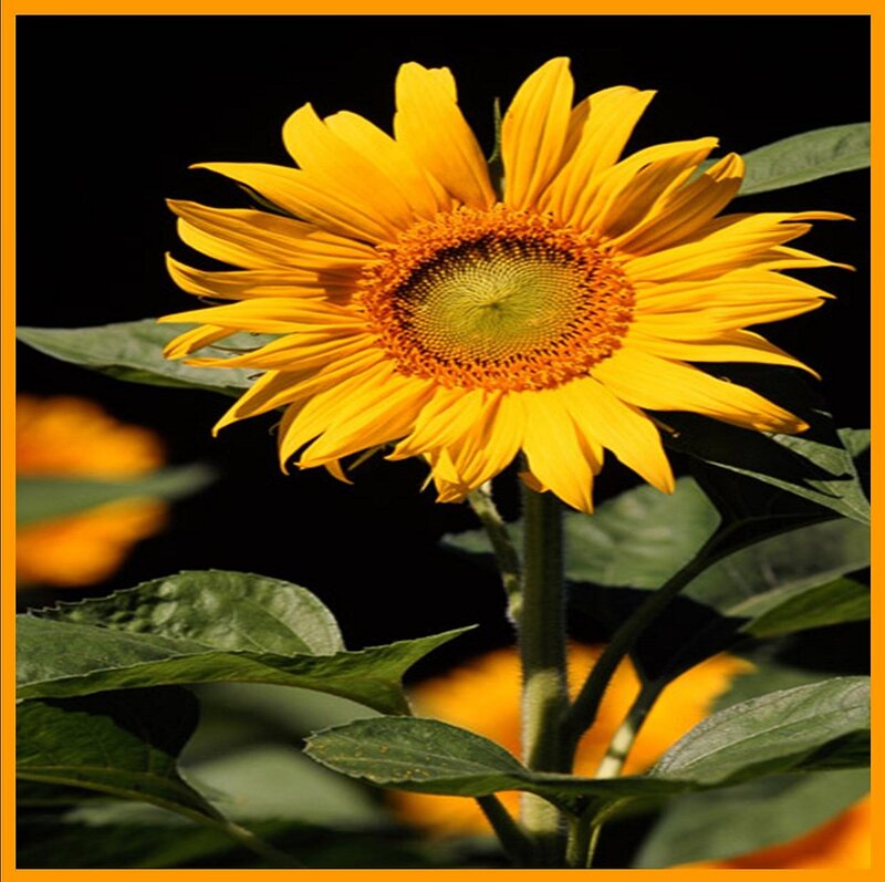 Sunflower in Bloom — Yellow, Dramatic, Photograph, Green Leaves