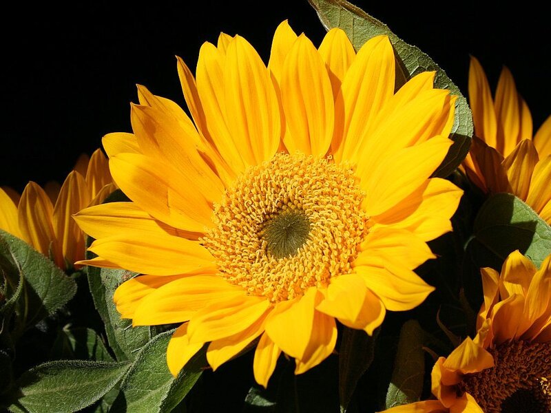 Sunflower in Bloom — Yellow, Dramatic, Photograph, Leaves