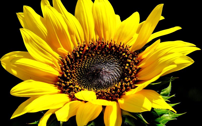 Sunflower in Bloom — Yellow, Dramatic, Photograph, Petals