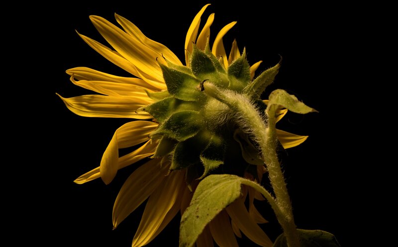 Sunflower in Bloom — Yellow, Dramatic, Photograph, Stem
