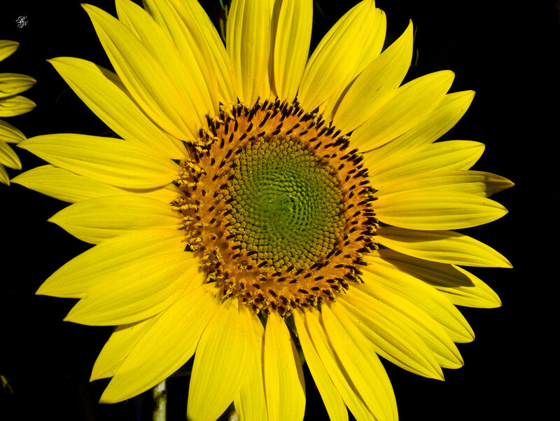 Sunflower in Bloom — Yellow, Dramatic, Photograph