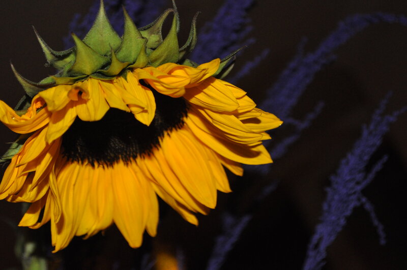 Sunflower in Bloom — Yellow, Dramatic