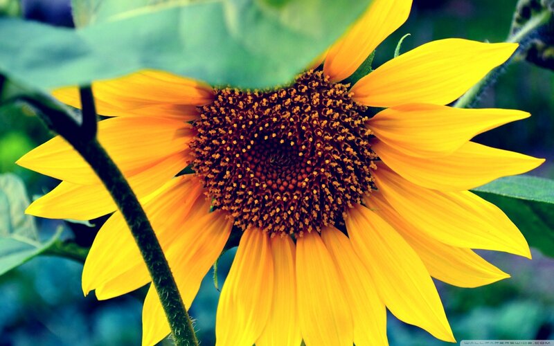 Sunflower in Bloom — Yellow, Natural, Afternoon, Photograph, Green Leaves, Stem