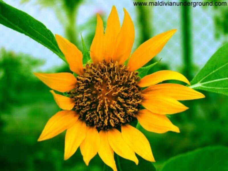 Sunflower in Bloom — Yellow, Natural, Afternoon, Photograph, Green Leaves, Yellow Petals, Brown Center