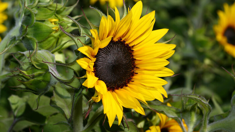 Sunflower in Bloom — Yellow, Natural, Afternoon