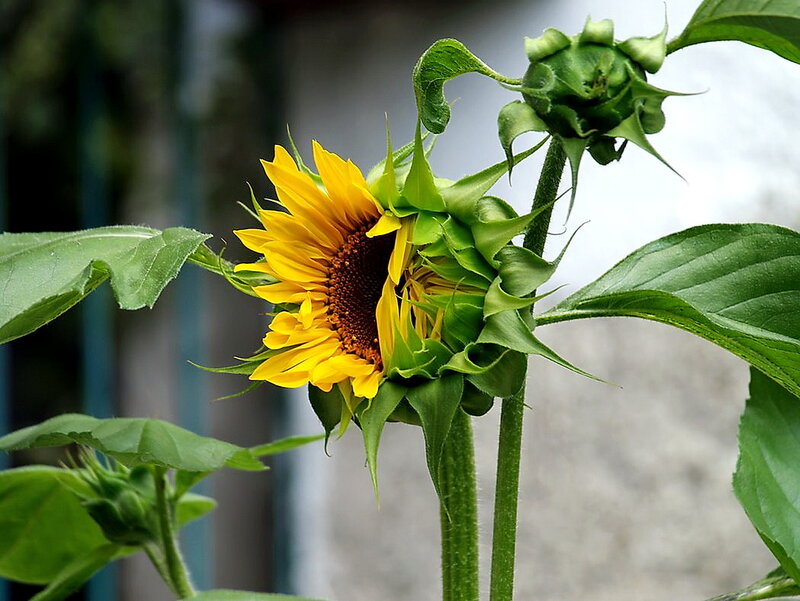 Sunflower in Bloom — Yellow, Natural, Summer, Photograph