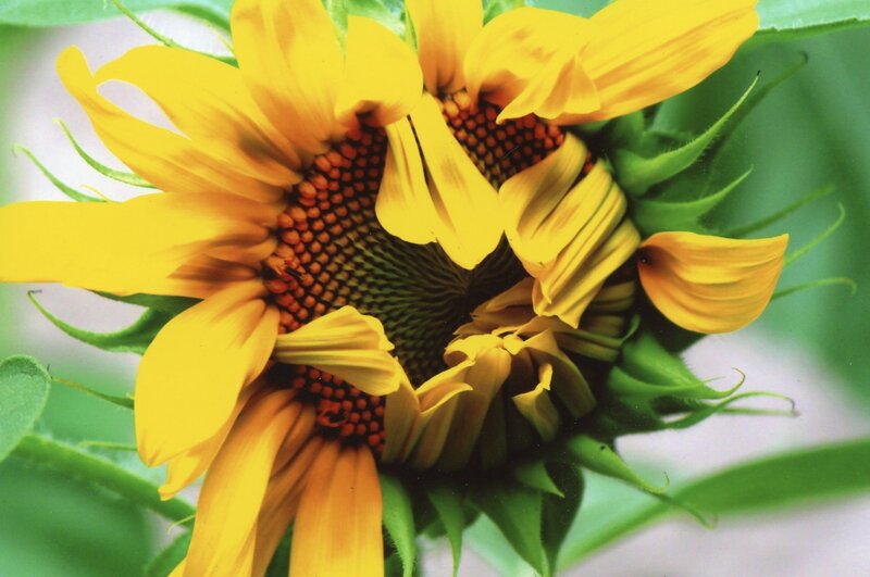 Sunflower in Bloom — Yellow, Natural, Summer