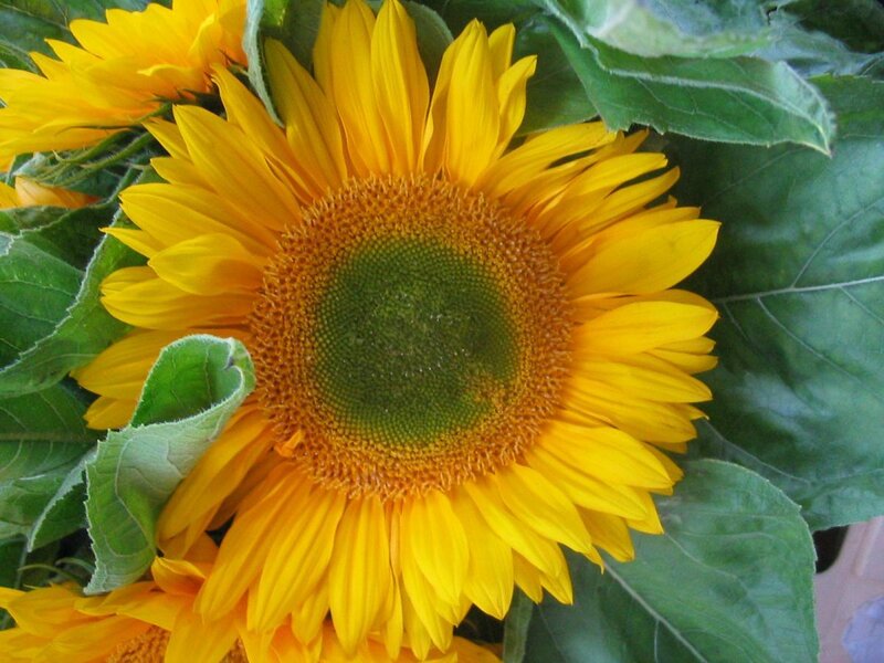 Sunflower in Bloom — Yellow, Natural