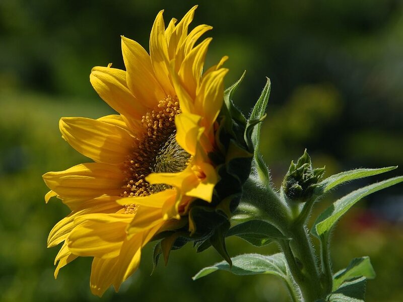 Sunflower in Bloom — Yellow, Serene, Afternoon, Photograph, Bud