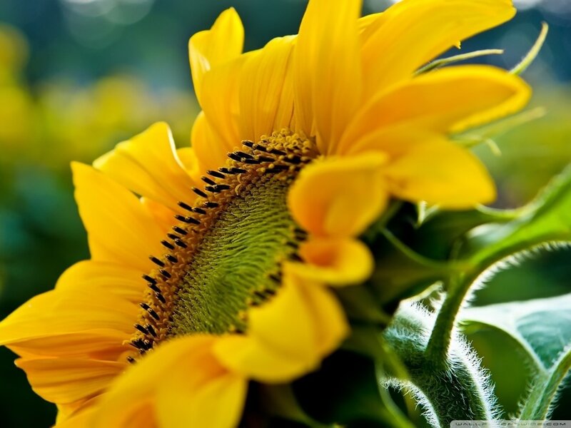 Sunflower in Bloom — Yellow, Serene, Afternoon, Photograph, Green Leaves, Yellow Petals, Flower Center
