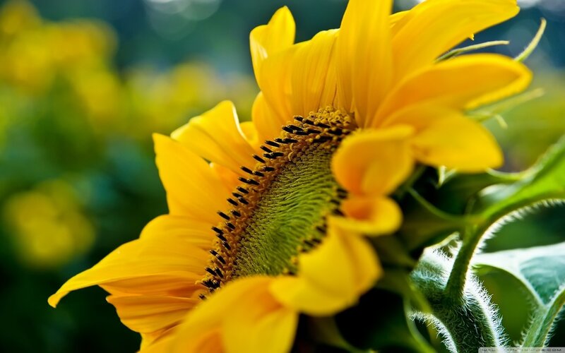 Sunflower in Bloom — Yellow, Serene, Afternoon, Photograph, Green Leaves, Yellow Petals