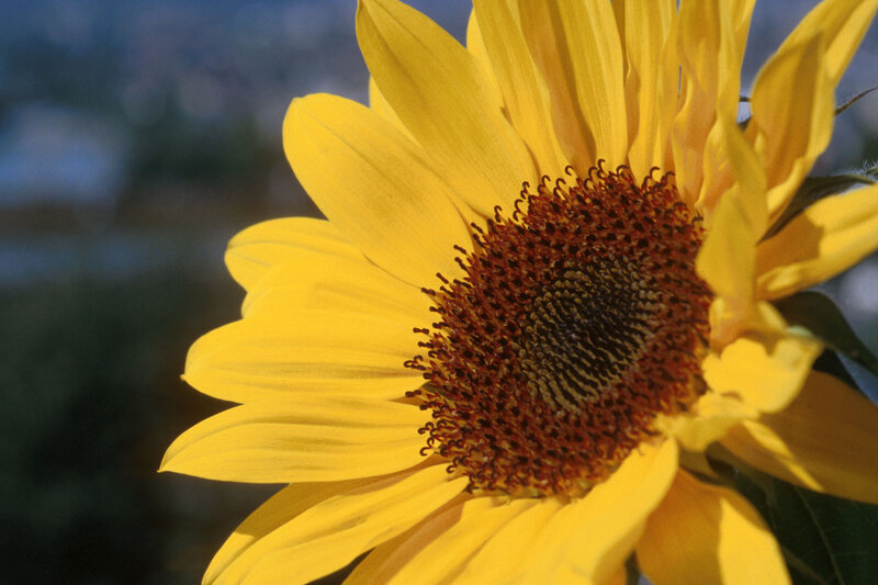 Sunflower in Bloom — Yellow, Serene, Afternoon, Photograph, Petals
