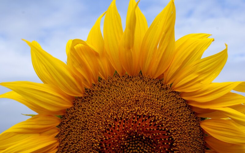 Sunflower in Bloom — Yellow, Serene, Afternoon, Photograph, Sky, Clouds, Blue