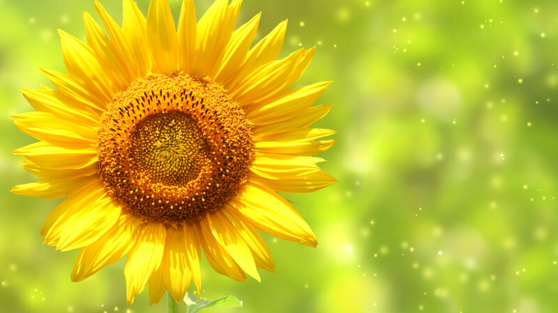 Sunflower in Bloom — Yellow, Serene, Summer, Photograph