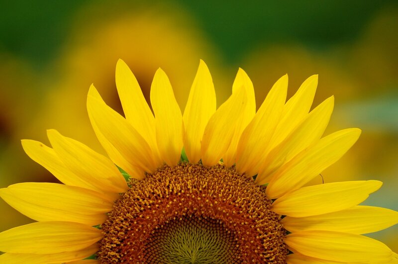 Sunflower in Bloom — Yellow, Serene, Summer